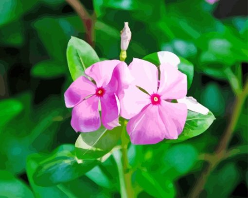 Two Periwinkle Flowers Paint By Numbers