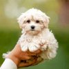 Maltipoo Dog Paint By Numbers