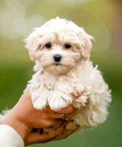 Maltipoo Dog Paint By Numbers