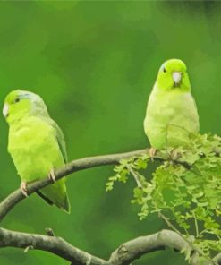 Parrotlet Birds On Tree Paint By Numbers