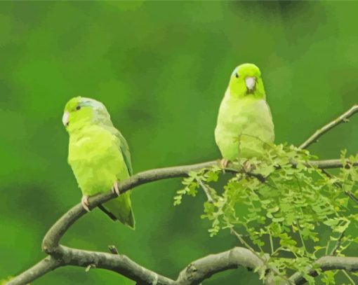 Parrotlet Birds On Tree Paint By Numbers