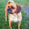 Puggle Dog paint by numbers