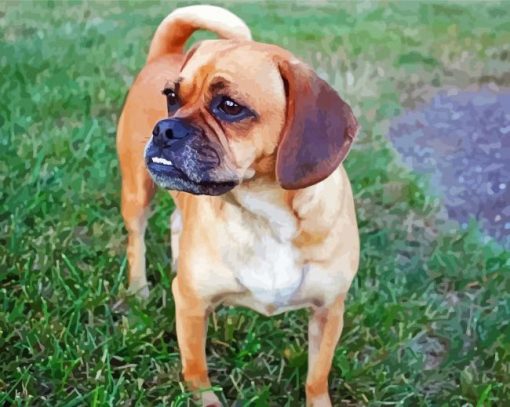 Puggle Dog paint by numbers