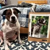 Custom Paint By Numbers​ Pets gallery