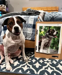 Custom Paint By Numbers​ Pets gallery