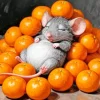 Sleepy Mouse Paint By Numbers